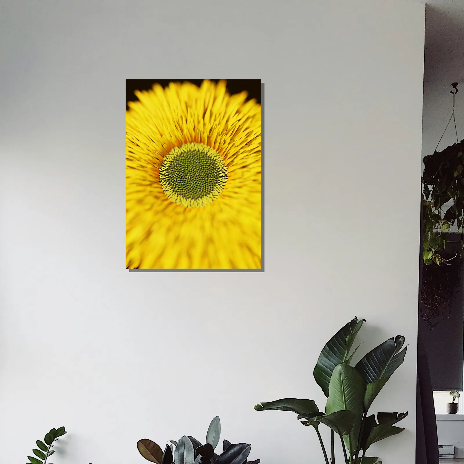Macro, Macro collection, shown in a room